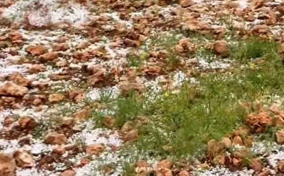 Dolu yağışı Antep fıstığı bahçelerine zarar verdi