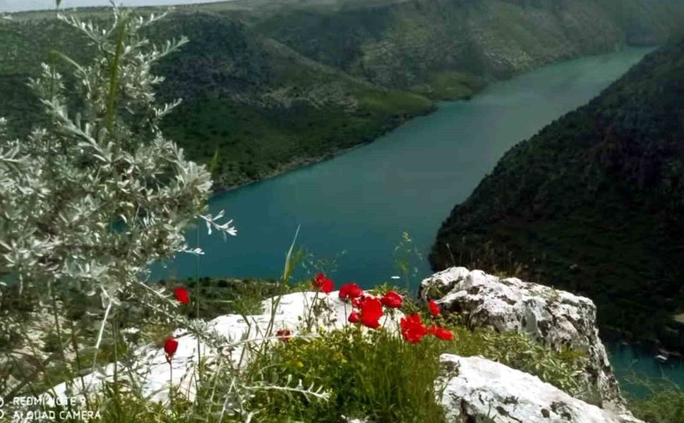 Gaziantep'te havalar ısınıyor! Araban Ovası'na bahar geldi