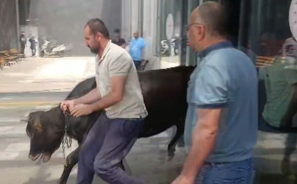 Gaziantep'te kaçan kurbanlık dana soluğu acil serviste aldı!