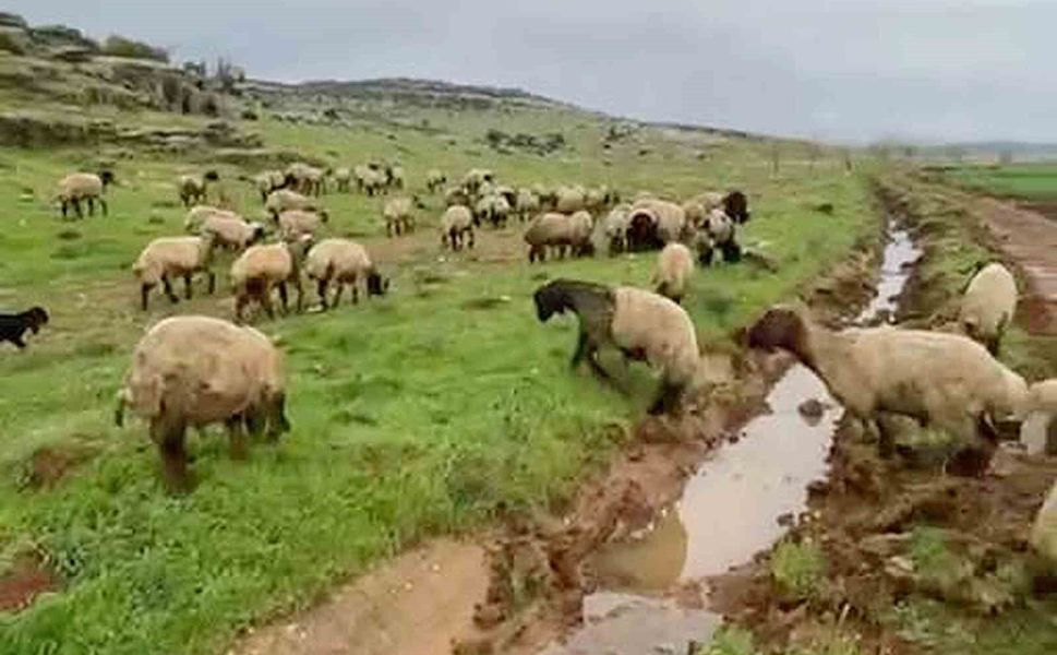 Gaziantep'te kurbanlıklar satışa hazır!