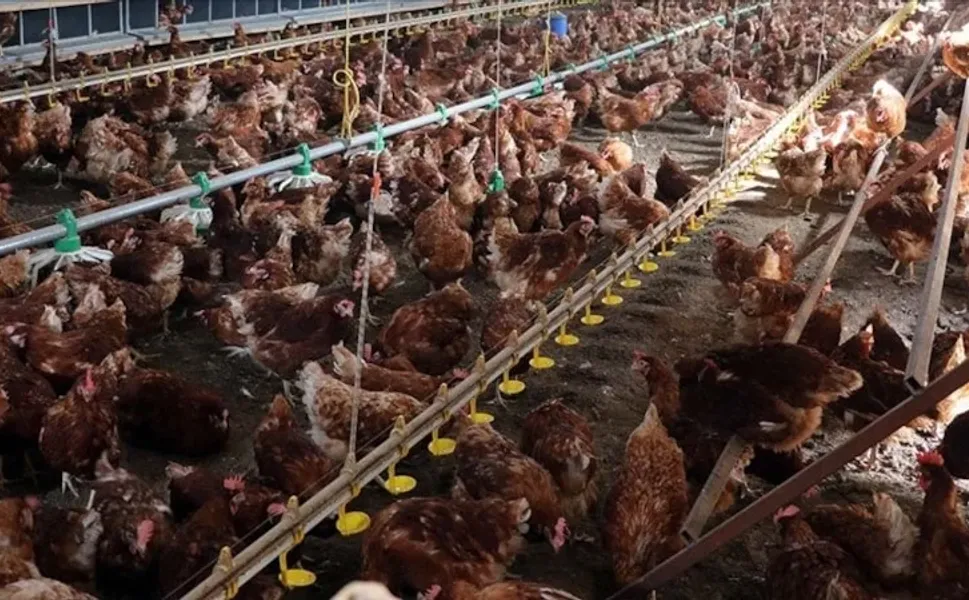 Çok konuşulan operasyonla ilgili açıklama! 13 beyaz et firmasına "denetim kayyumu" uygulaması