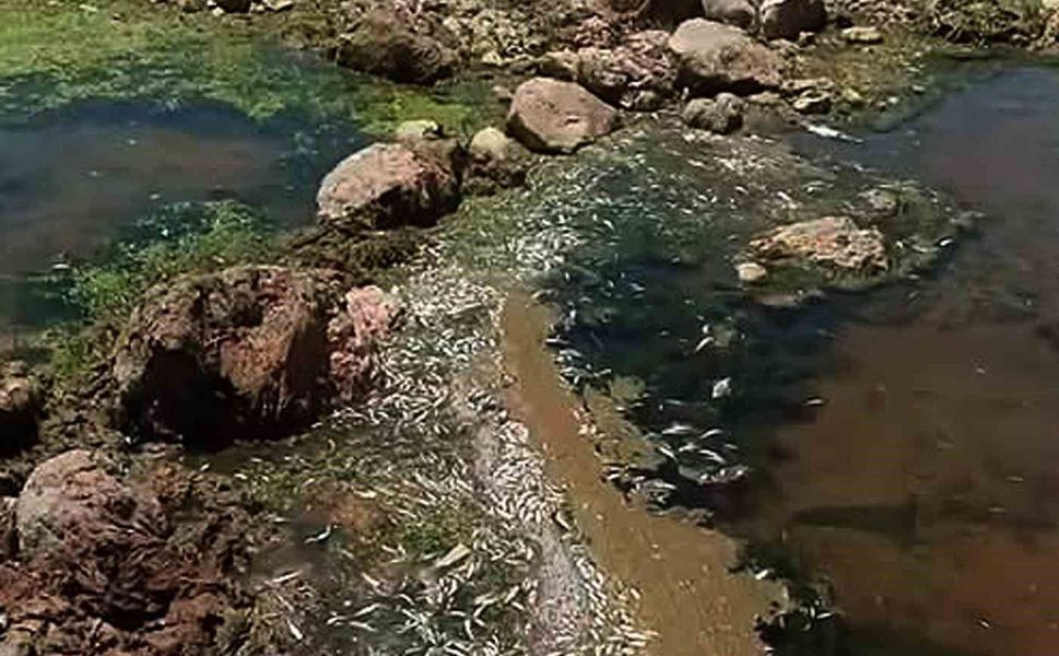 Gaziantep'te Karasu Çayı'nda tedirgin eden toplu balık ölümleri!