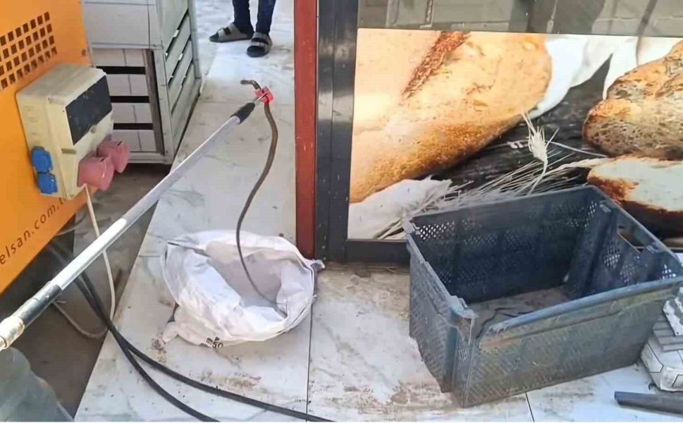 Gaziantep'te yerleşim yerinde yılan paniği