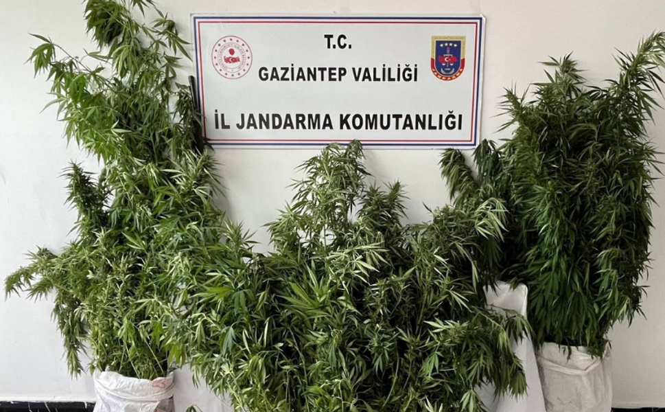 Gaziantep'te jandarmadan yasadışı kenevir ekimine operasyon