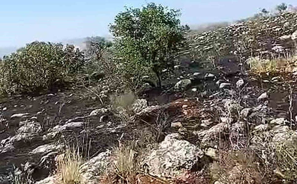 Araban'da fıstıklık ve otluk alanda yangın