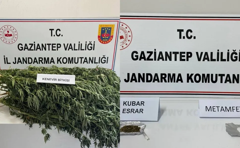 Gaziantep'te Yasadışı Kenevir ekimine jandarma operasyonu