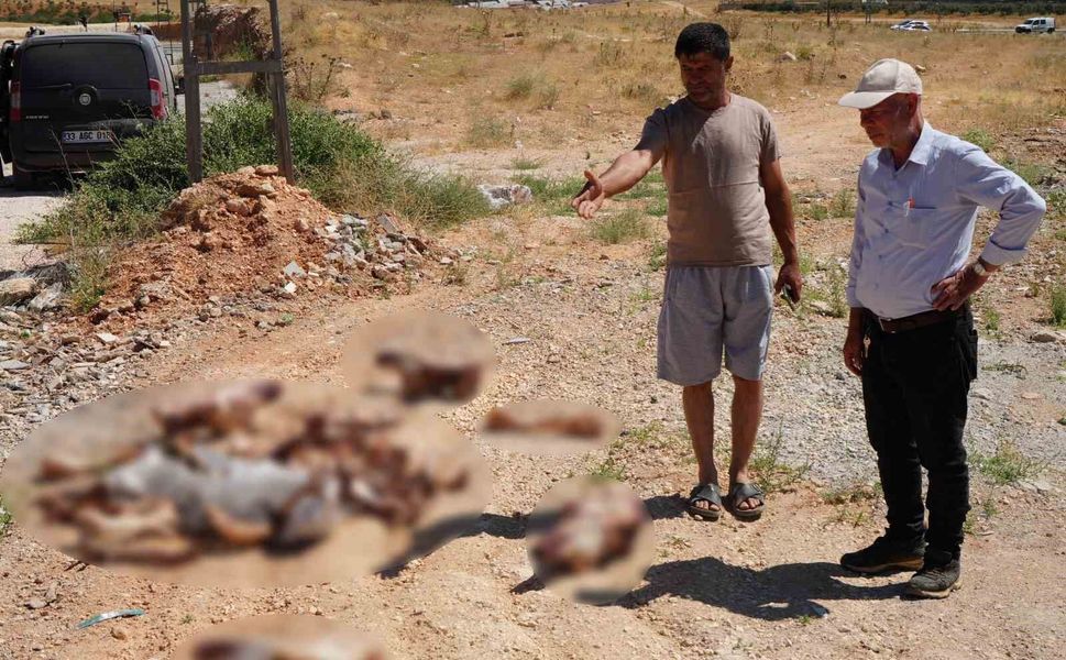 Gaziantep'te yol kenarında şoke eden manzara!
