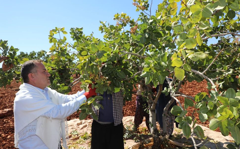 Nizip Belediye Başkanı Doğan, Antep Fıstığı hasadına katıldı