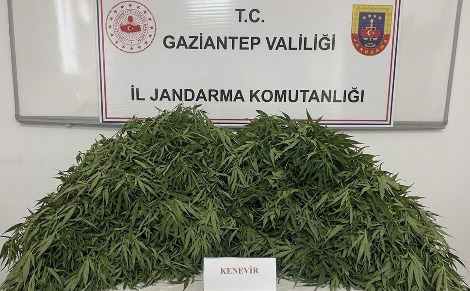 Gaziantep'te 116 kök kenevir ele geçirildi: 9 gözaltı