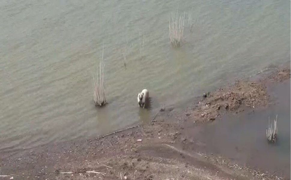 Gaziantep'te aşırı sıcaktan bunalan köpeklerin baraj keyfi