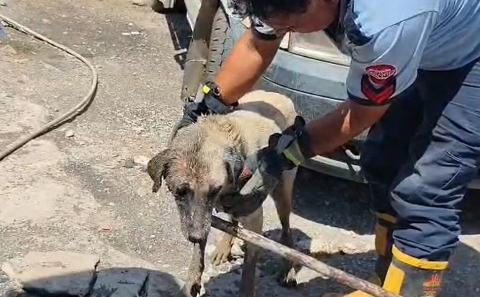 Gaziantep'te itfaiye ekipleri anne köpek ve yavrularını kurtardı