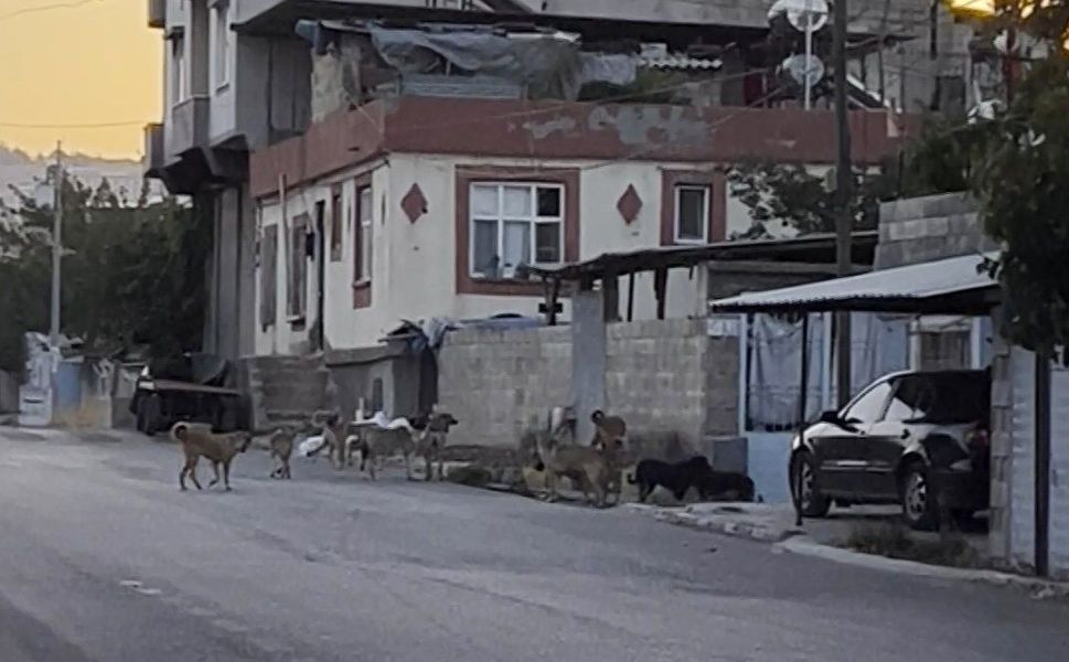 Gaziantep'te tedirgin eden görüntü: Başıboş sokak köpekleri sürü halinde