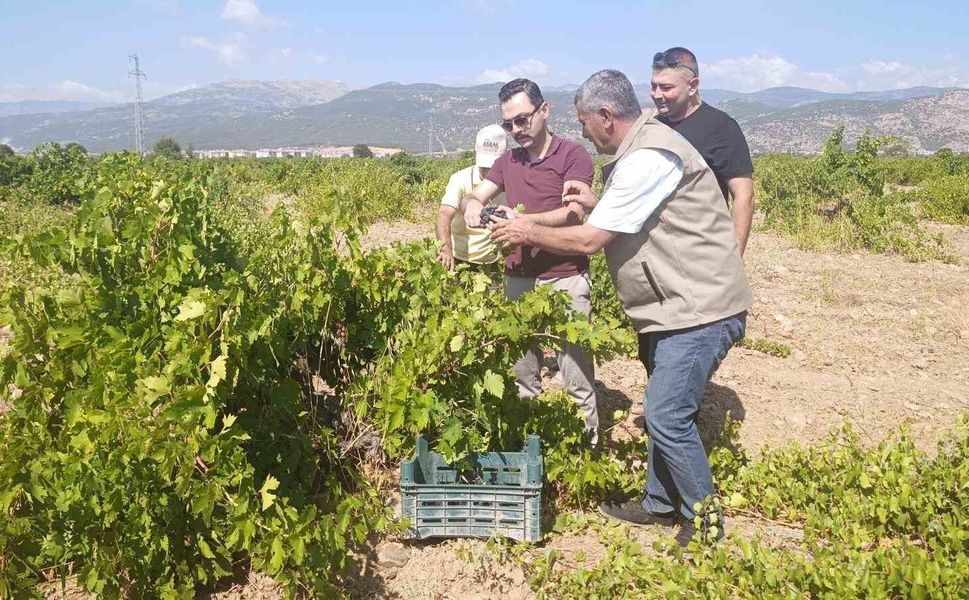 İslahiye'de üzüm hasadı başladı