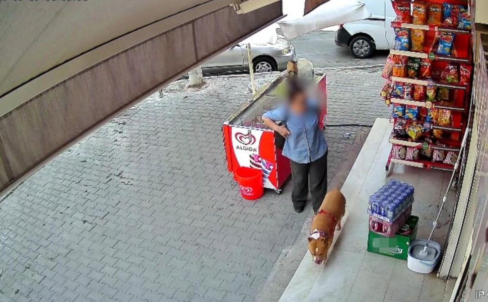 İzmir'de pitbull saldırısı: 5 çocuk annesi kadının parmağı koptu