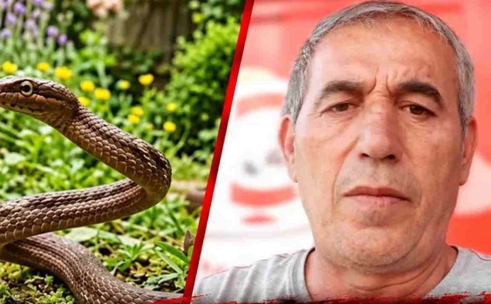 Gaziantep'te Yılan Kabusu: 3 Günde İki Isırılma, Serum Krizi Dikkat Çekti