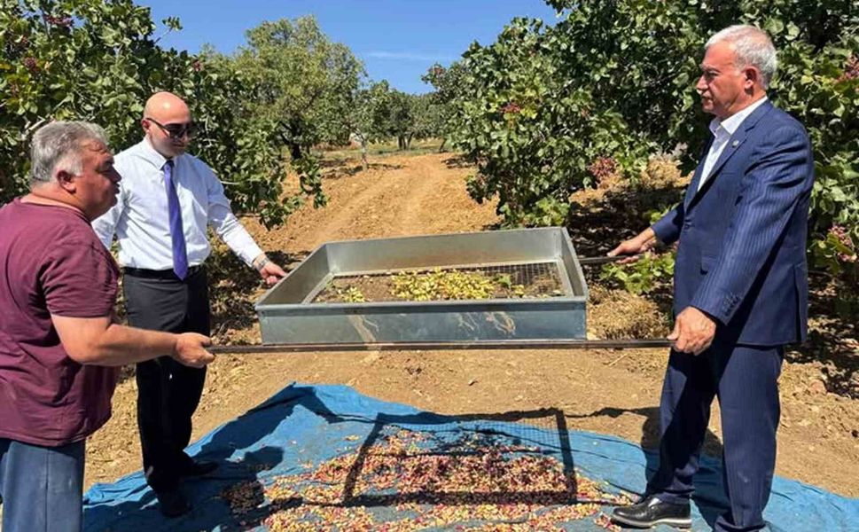 Araban'da Antep fıstığı hasadı başladı