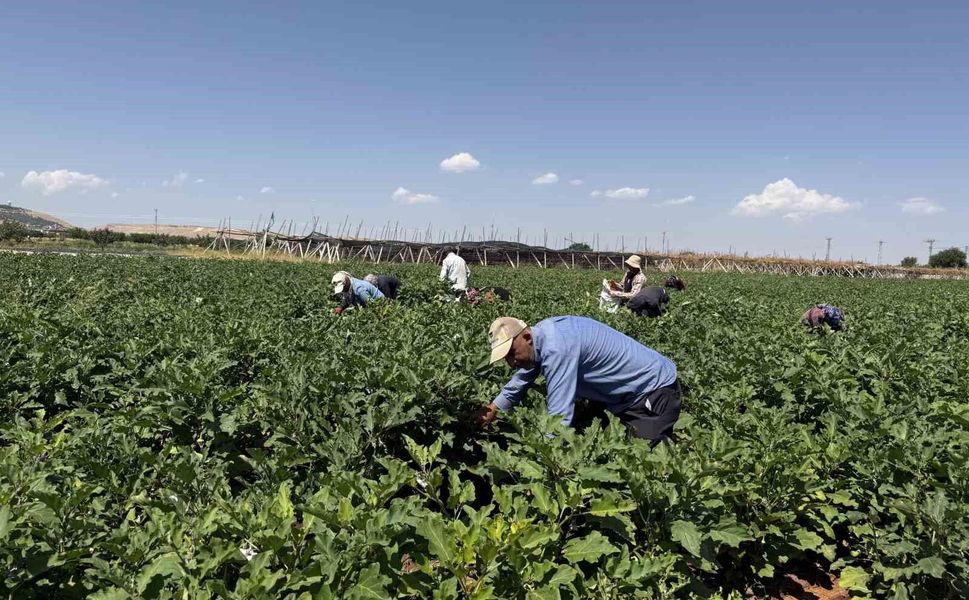 Gaziantep'te dolmalık patlıcan hasadı başladı