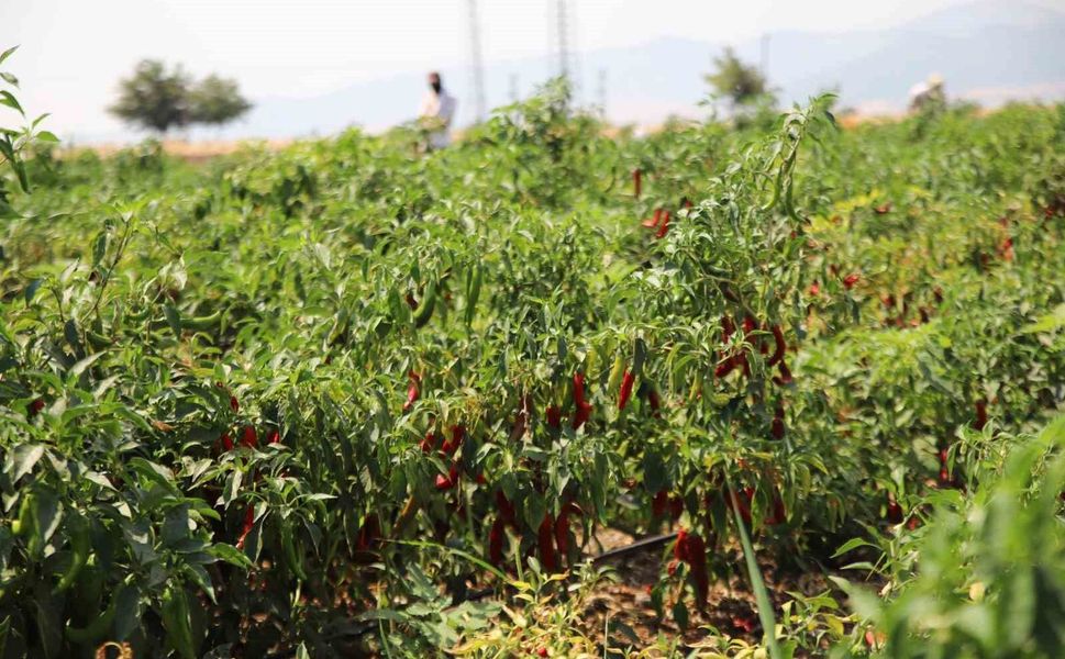 Gaziantep'te en acı hasat