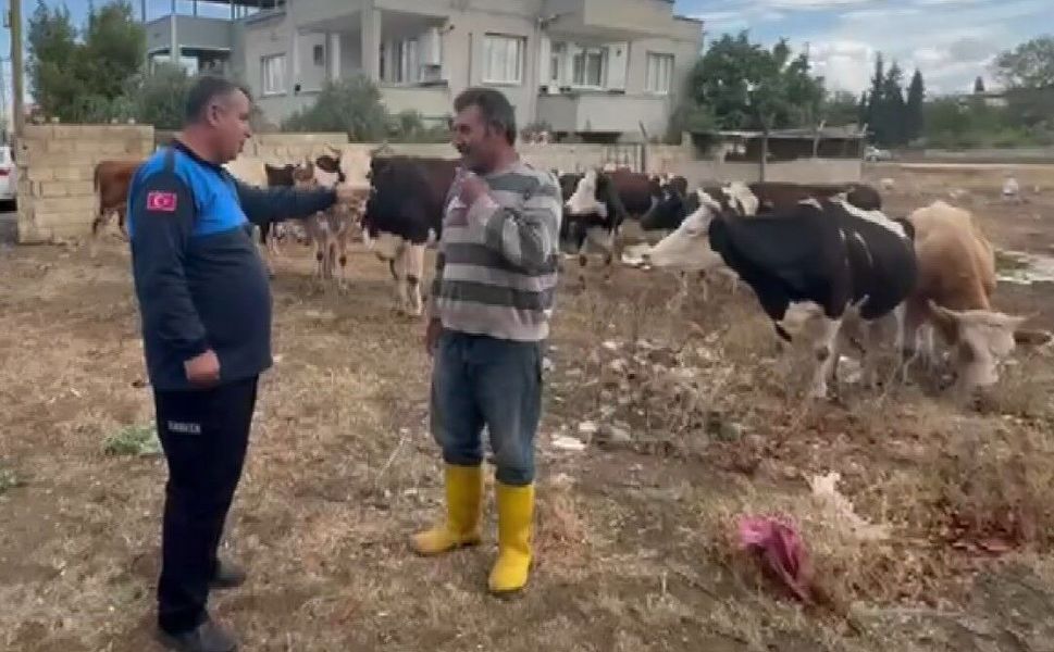 İslahiye'de kaybolan 17 büyükbaş, kulak küpelerinden sahibi tespit edilerek teslim edildi