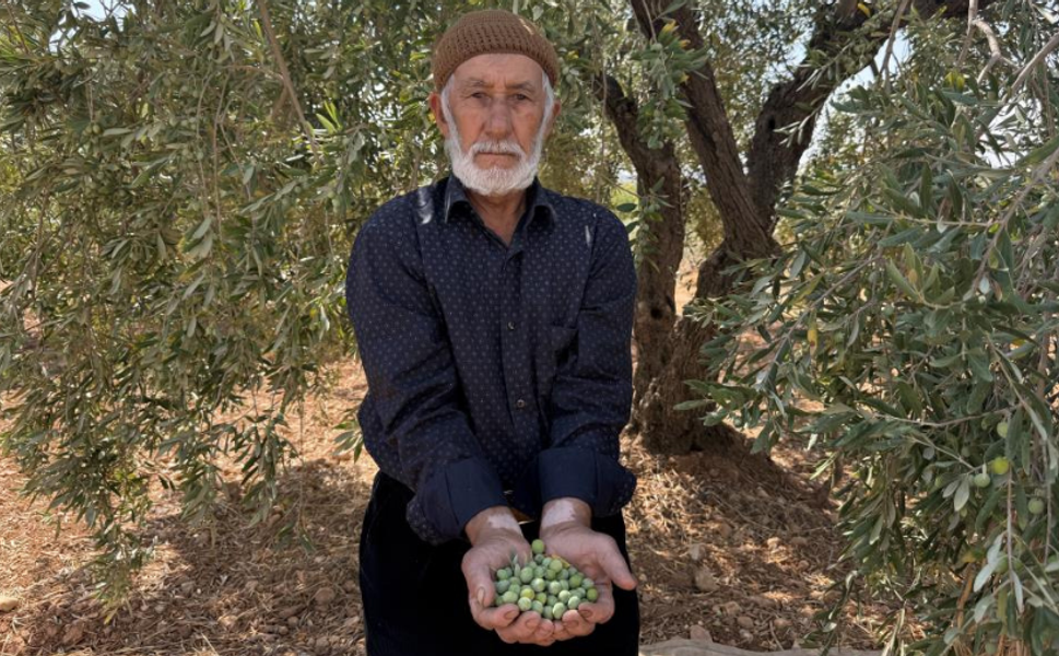 Gaziantep'te sofralık yeşil zeytin hasadı başladı