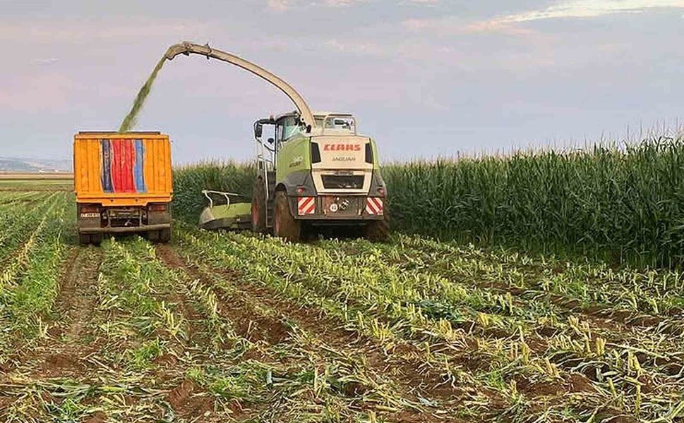 Araban Ovası'nda silajlık mısır hasadı başladı