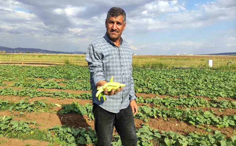 Araban Ovası'nda turşuluk acura yoğun talep