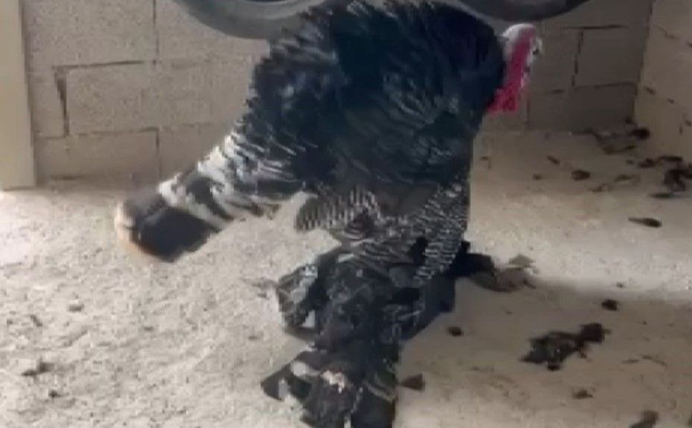 Gaziantep’te görenleri duygulandıran anlar! Erkek hindi vefat eden eşini bırakmadı