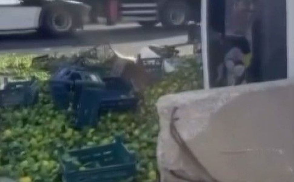 Gaziantep'te mandalina yüklü kamyon devrildi