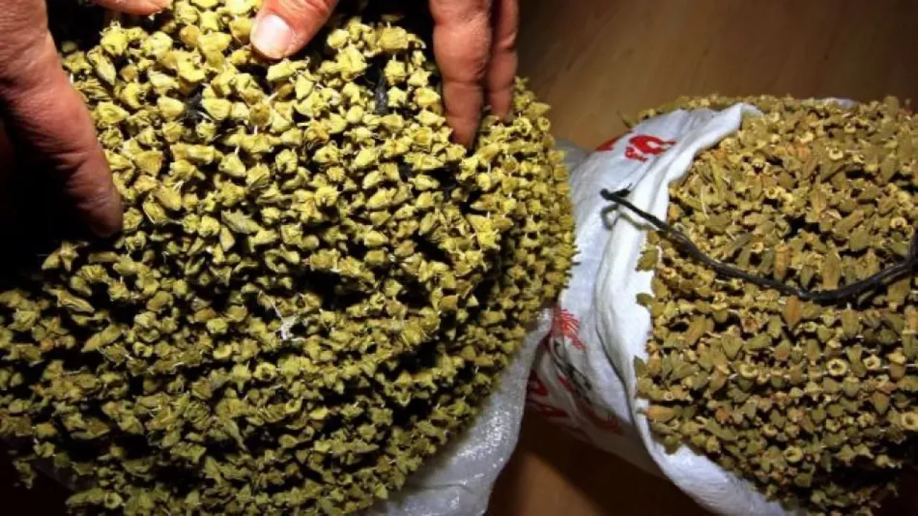 amasyanin_gozdesi_cicek_bamyanin_hastana_baslandi_1542618824_4468