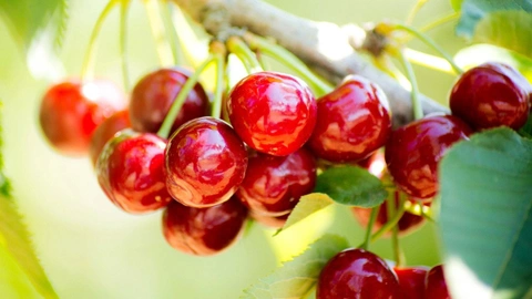 kiraz-afyonkarahisarda-35-tl-almanyada-1190-euro-Tn2G