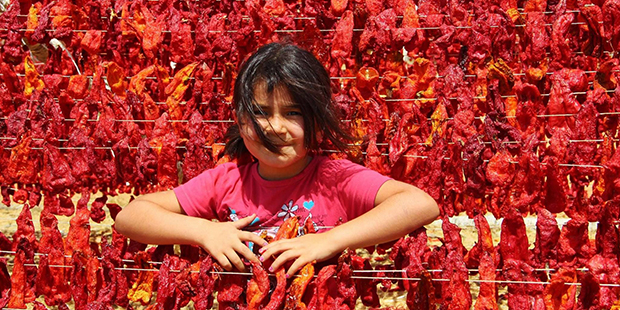 raw_gaziantepte-40-derece-sicaklikta-kurutmalik-sebze-mesaisi_386541435