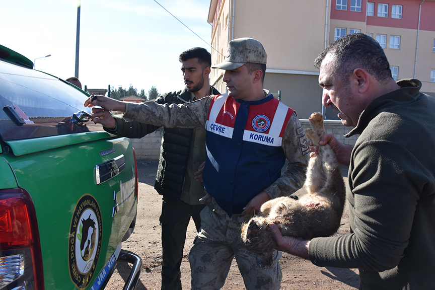 Sanliurfada Bulunan Yavru Aslan Koruma Altina Alindi 2