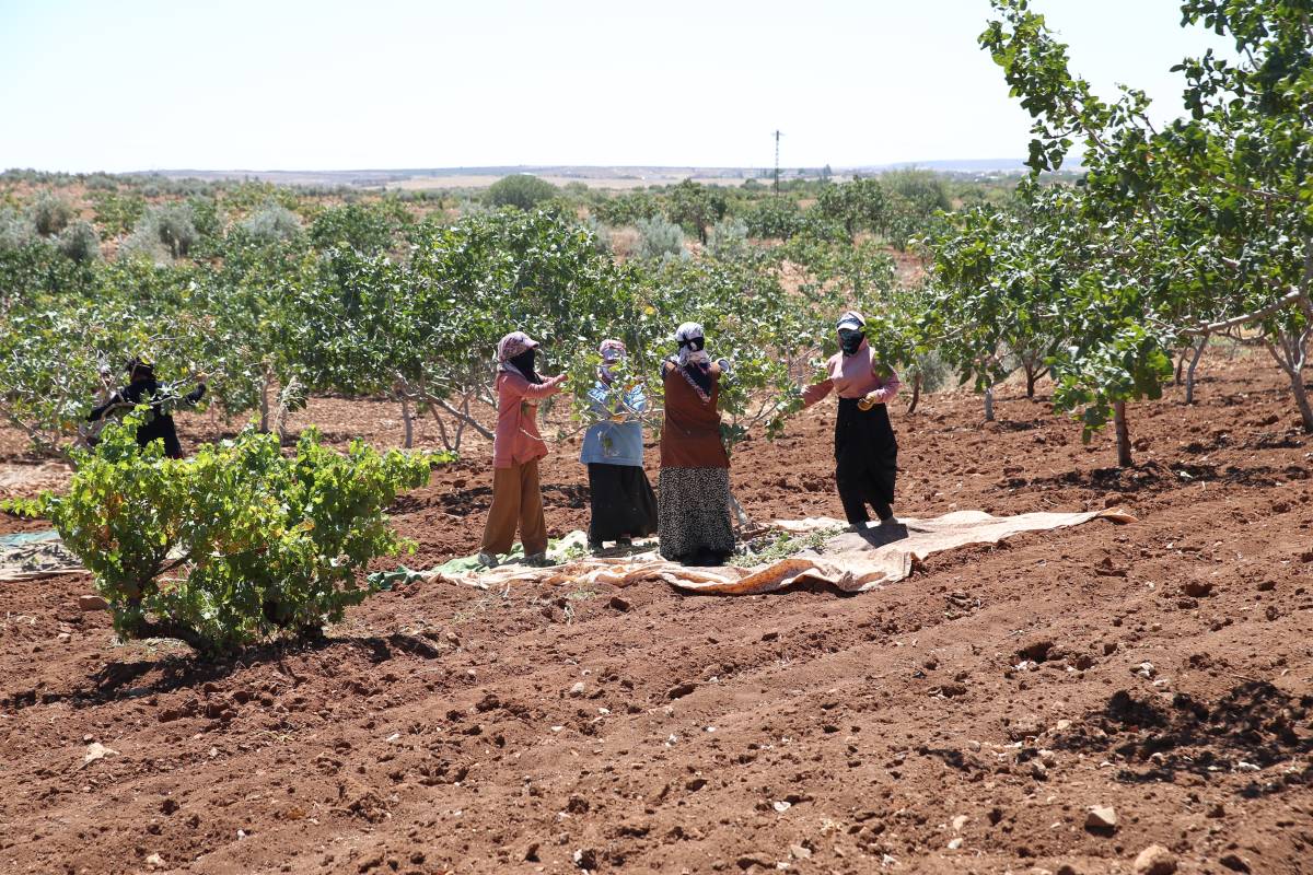 Aa 20250816 38843913 38843911 Boz Antep Fistiginda Fiyatlar Ureticisinin Yuzunu Gulduruyor 68A048Db7Bc21