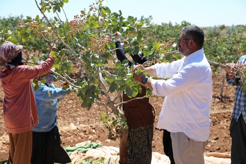 Boz Antep Fistiginda Fiyatlar Ureticisinin Yuzunu Gulduruyor 2 800X533