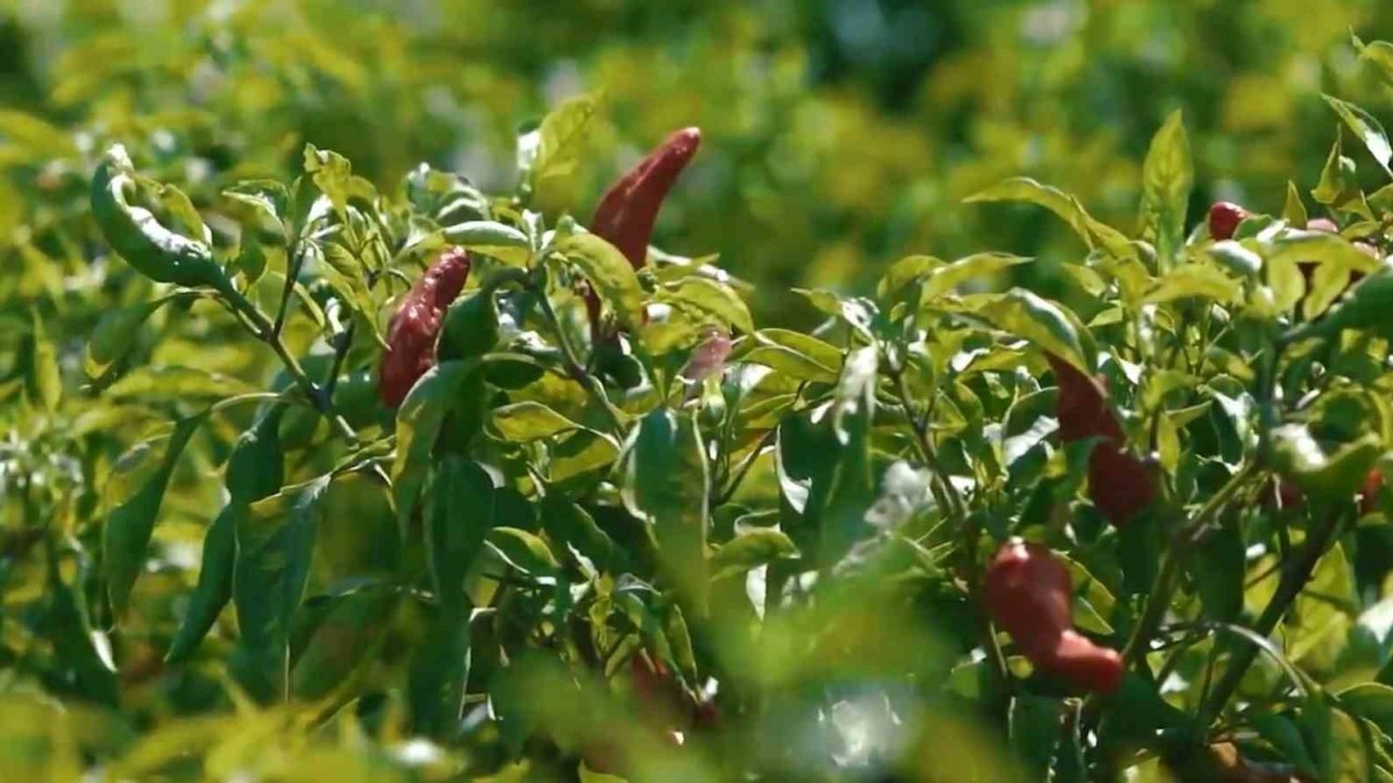 Gaziantep'te Kadınların Biber Mesaisi Başladı