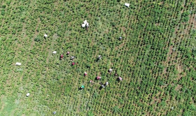 Kadinlarin Biber Mesaisi Basladi 2-1