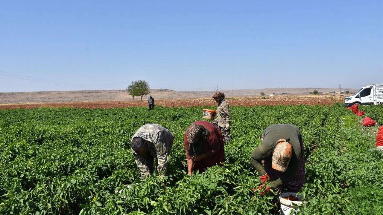 Kadinlarin Biber Mesaisi Basladi 2