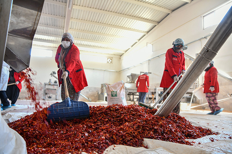 06 2022 16062022 Salca2