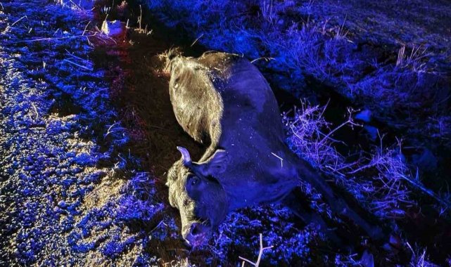 Gaziantep39Te Motosiklet Inege Carpti Surucu Hayatini Kaybetti Inek Telef Oldu 2