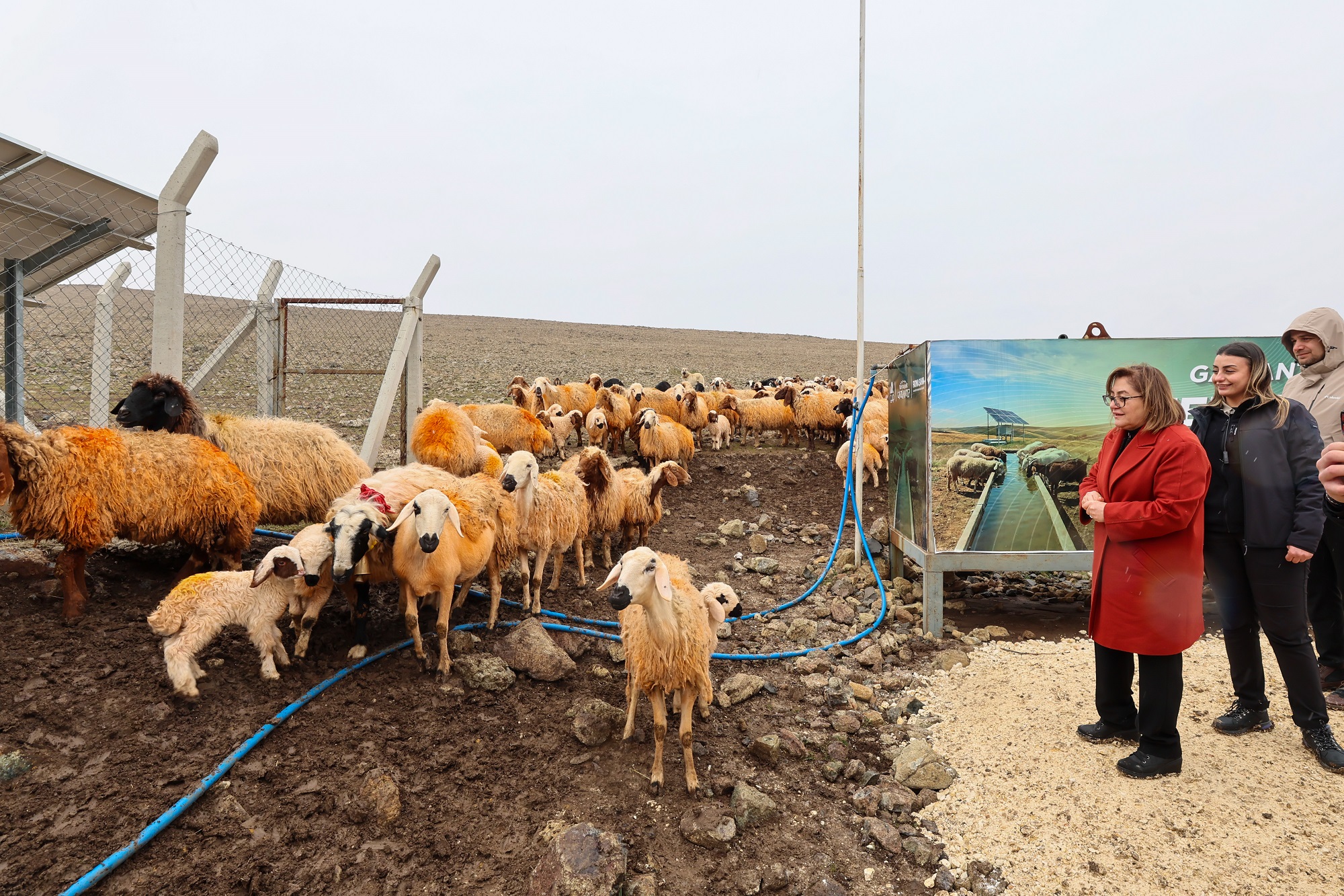 Gazi̇antep Büyükşehi̇r İle Meralarda Hayvanlar Temi̇z Suya Kavuşuyor (4)