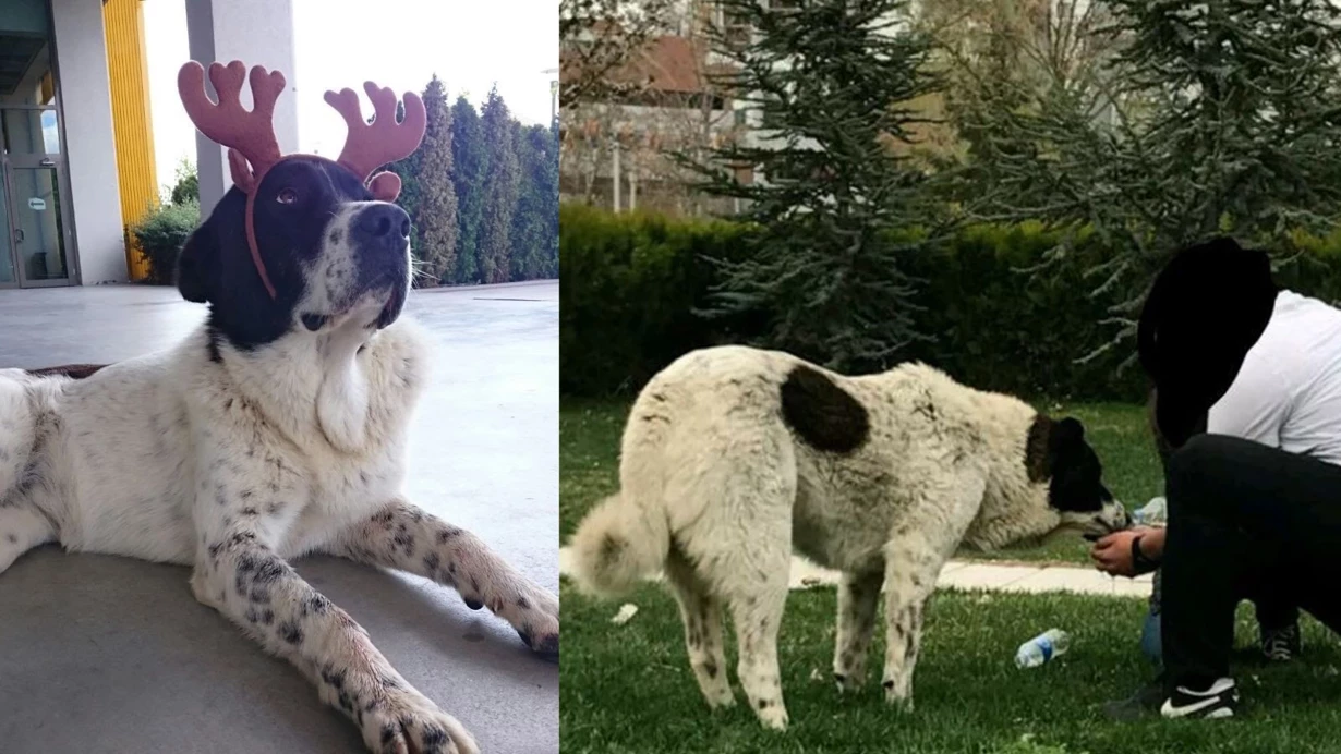 Matmazelin Darbedilerek Olduruldugu Iddiasina Abbden Sorusturma Hkmo