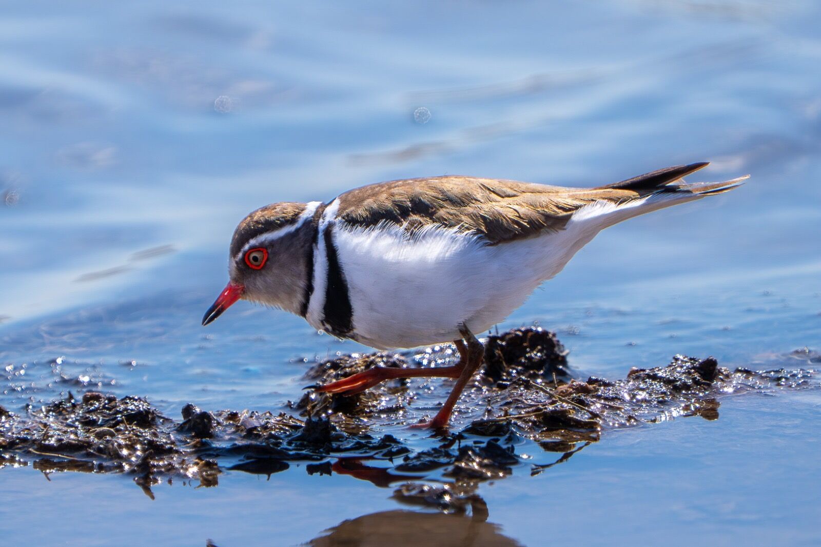 3Bdc67B1 D9A2 46Af A41B 1885F61813B9