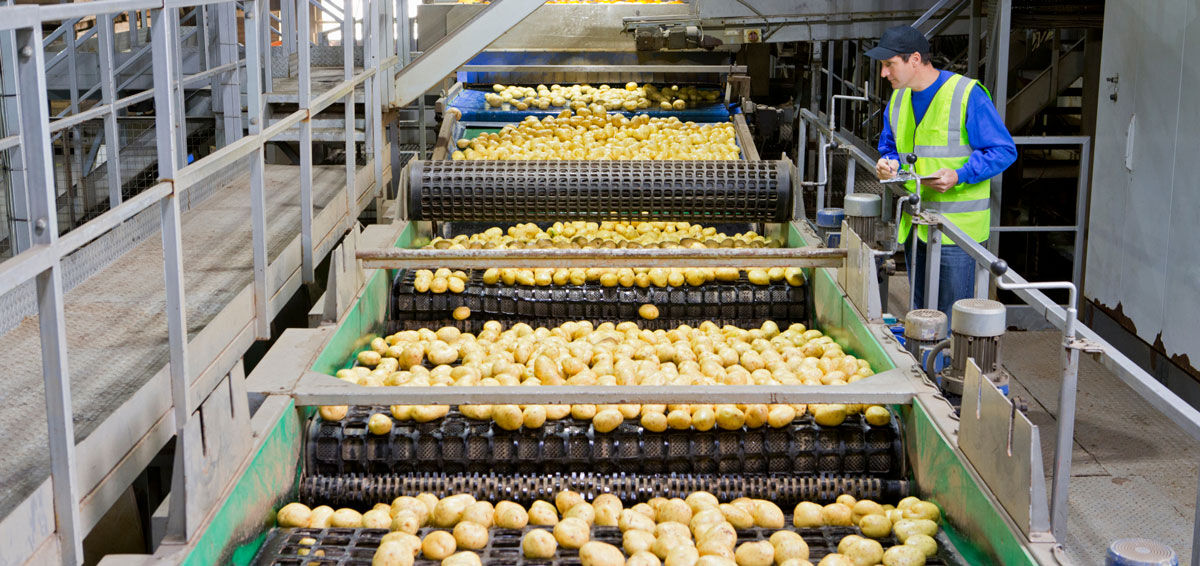 Patates Uretimi